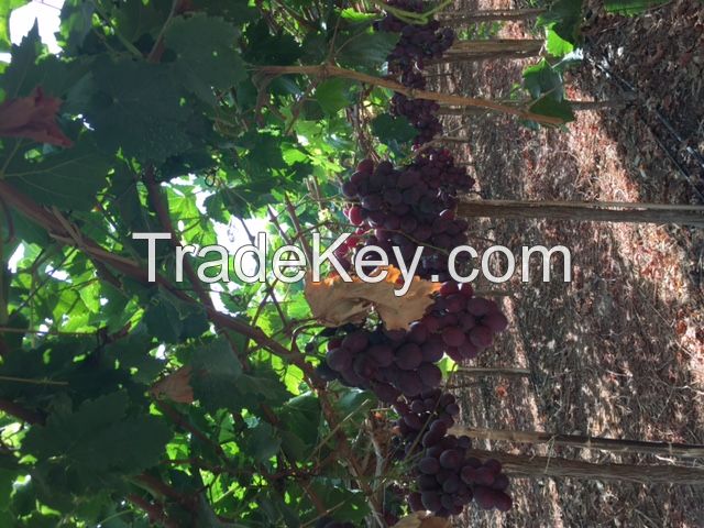 RED GLOBE GRAPES