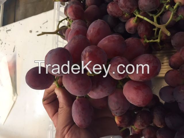 RED GLOBE GRAPES