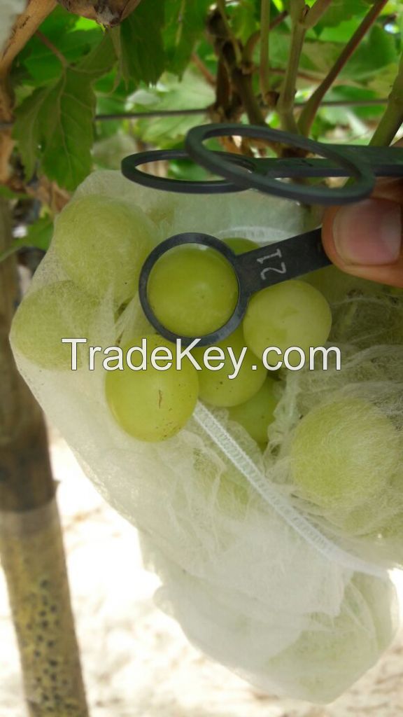 Red Globe Grape and Sucraone grape