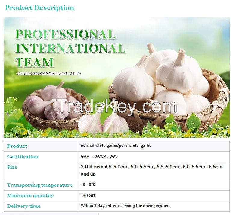 Wholesale Fresh Garlic Pure White Garlic