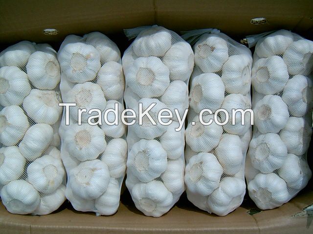 Wholesale Fresh Garlic Pure White Garlic