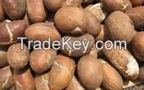 bitter kola nuts &quot;garnicia kola&quot;