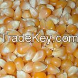 wheat, corn, barley