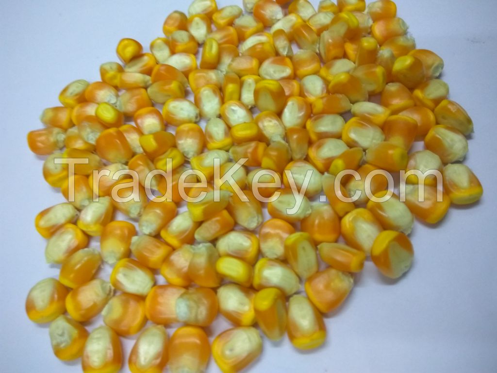 YAELLOW MAIZE