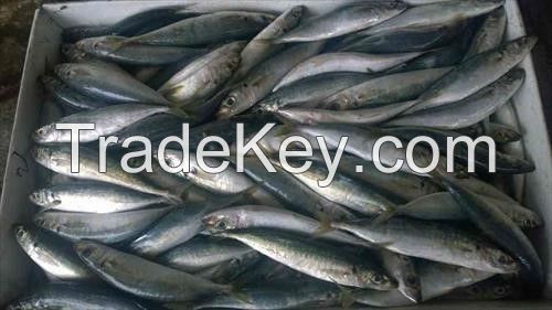 Round scad mackerel