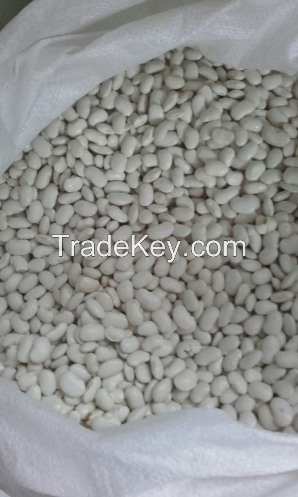 White beans for sale from Poland, dried