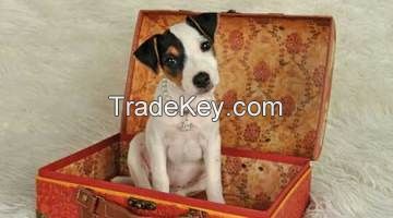 British Grit Jack Russell Terriers 