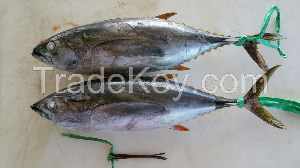 skipjack & yellow fin tuna