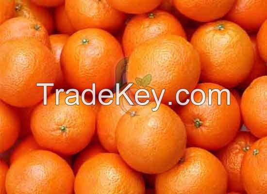 Baladi orange