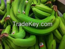 Green And Yellow Bananas Leading Supplier