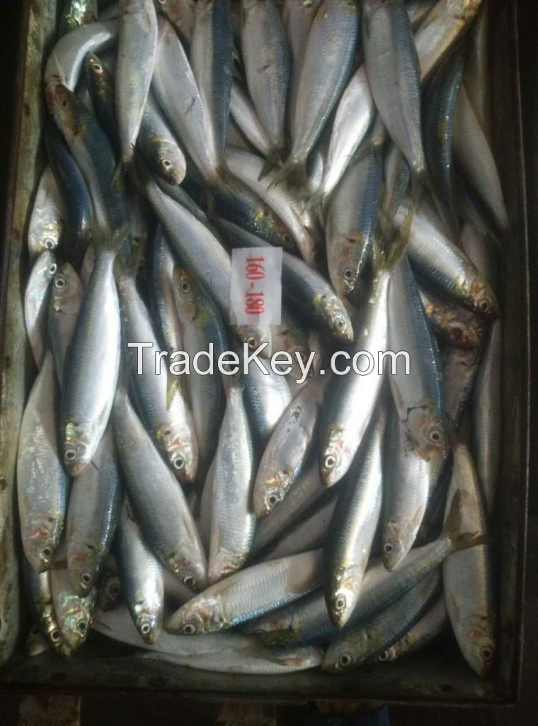 Offer the sardines for bait&canned