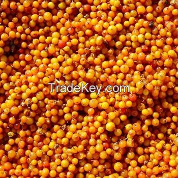 Conseco IQF Seabuckthorn Berry