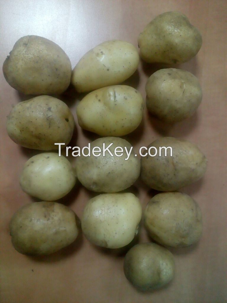 Quality Potatoes By Wholesale - For Export