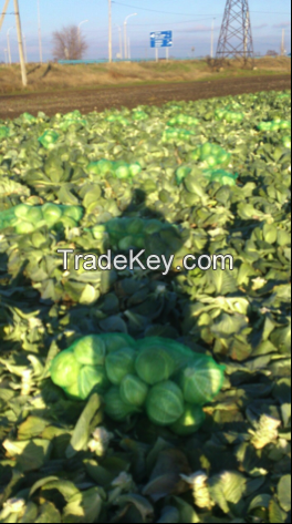 High-Quality Cabbage By Wholesale