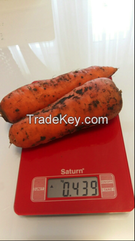 Carrots By Wholesale - For Export