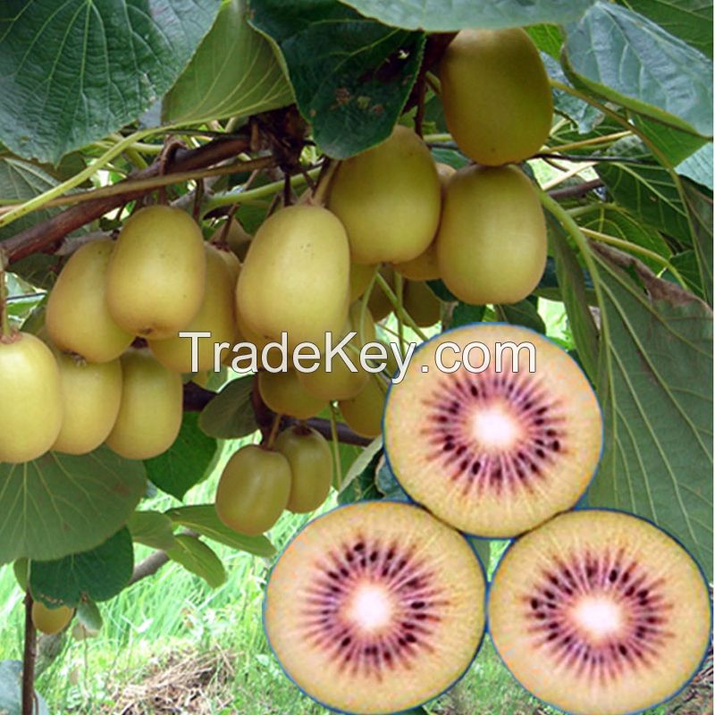 Best price and best kiwis in Cental America
