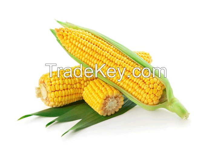 Natural Yellow Corn Grains 