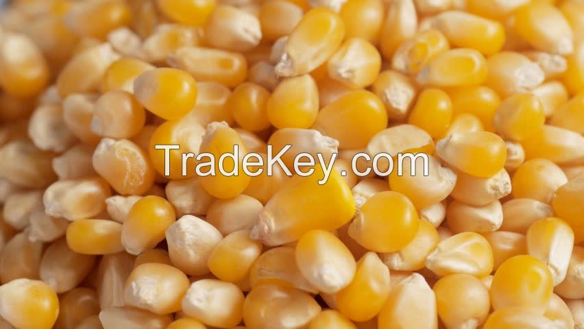 Natural Yellow Corn Grains 