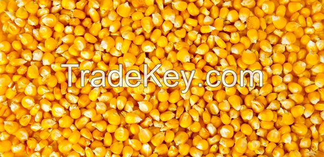 Natural Yellow Corn Grains 