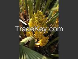 Palm Pollen Grains For sale