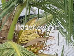 Palm Pollen Grains