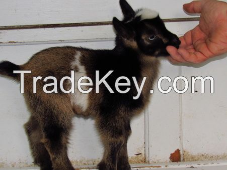 nigerian dwarf goat for sale