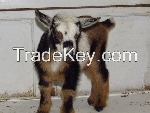 nigerian dwarf goat for sale