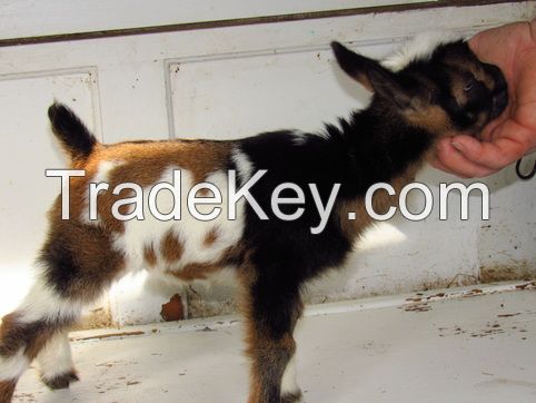 nigerian dwarf goat for sale