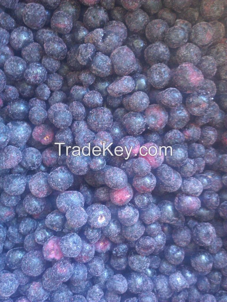IQF Frozen Bilberry / Wild Blueberry
