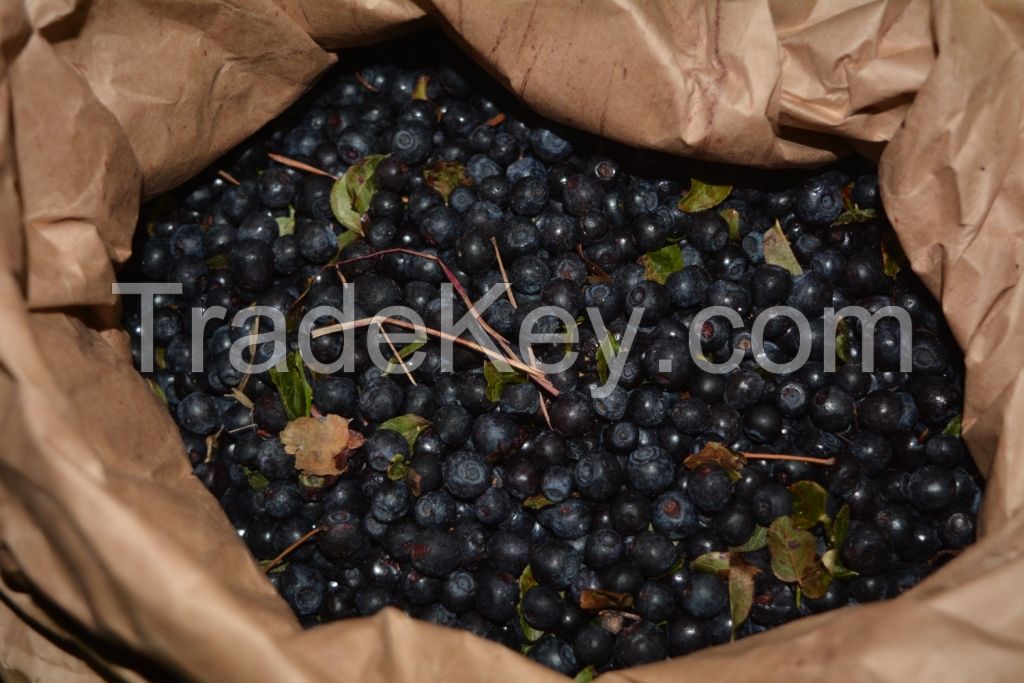 IQF Frozen Bilberry / Wild Blueberry