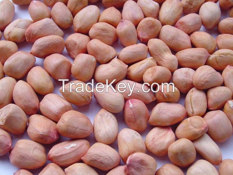Bold Peanuts kernels Gujarat India all size (eg. 40/50, 50/60, etc)