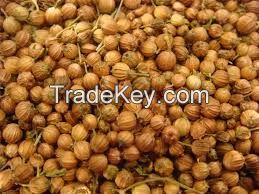 Coriander seeds spices