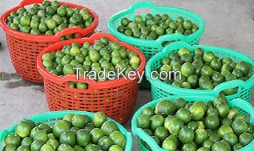 VIETNAM FRESH SEEDLESS LIME