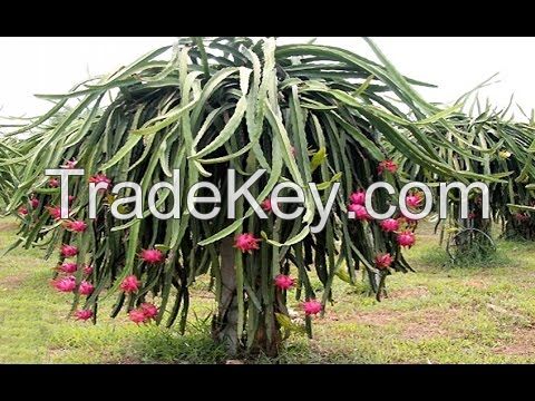 HIGH QUALITY FRESH DRAGON FRUIT FROM VIETNAM