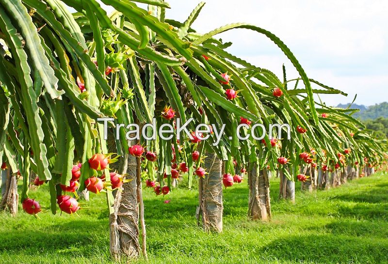 HIGH QUALITY FRESH DRAGON FRUIT FROM VIETNAM