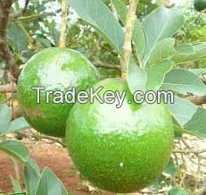 Fresh Booth Avocado From Vietnam With High Quality