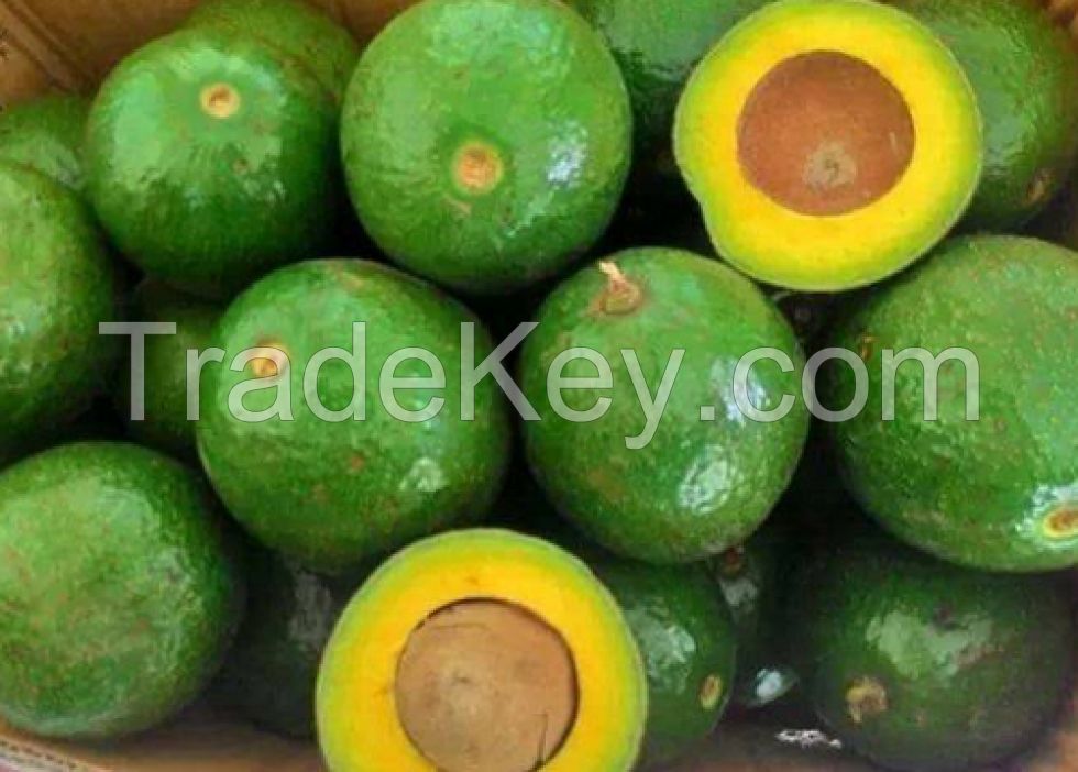 Fresh Booth Avocado From Vietnam With High Quality