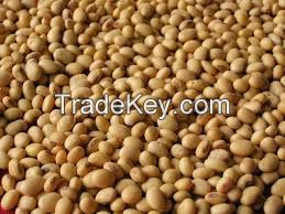 soybean