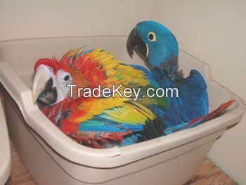 Exotic Parrots For Sale. By Tani Bird's Farm,