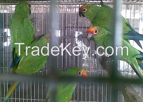 Exotic Parrots For Sale By Tani Birds Farm