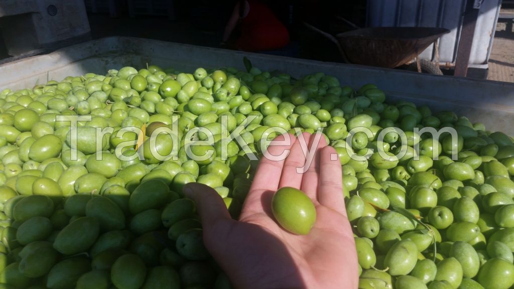 Green Olives from Halkidiki