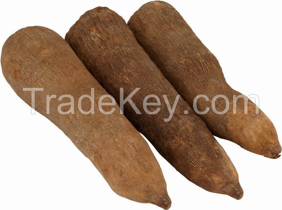 Yam Tubers