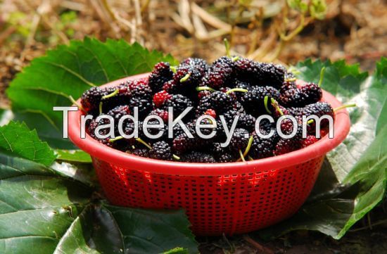 Mulberry Fruit Extract