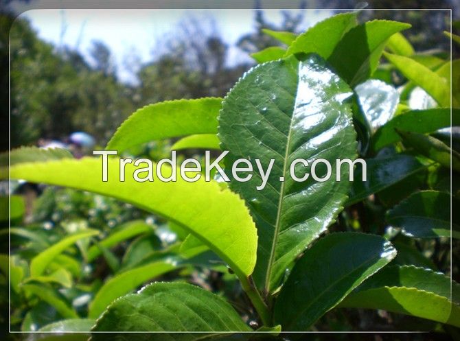 loose tea chinese puer leaf