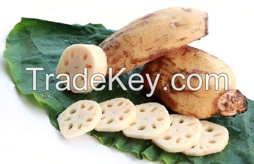 FRESH  LOTUS ROOT