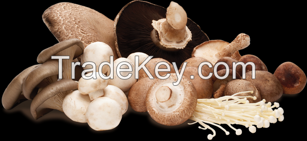 Shiitake Mushrooms