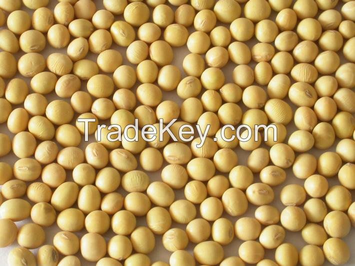SOYBEAN HIGH QUALITY FROM VIET NAM