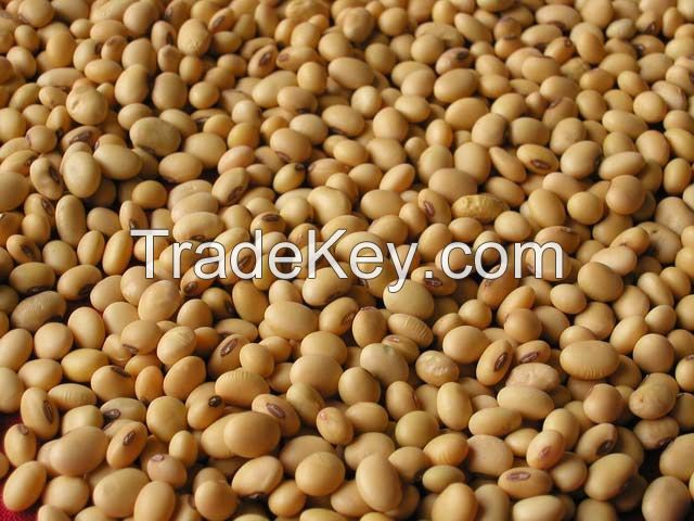 Soya Beans