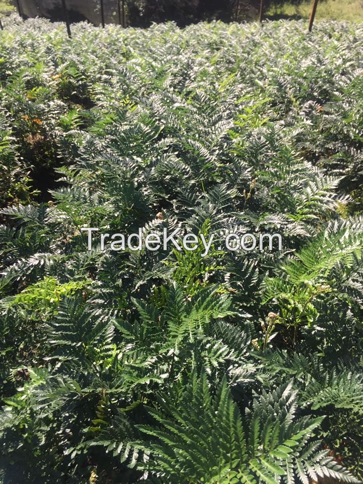 Leatherleaf Fern Large