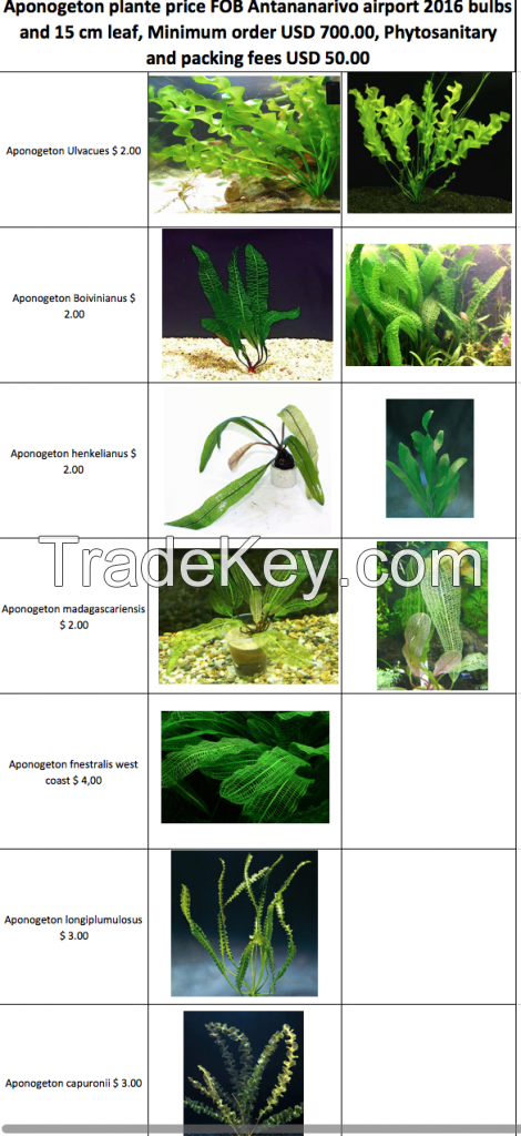 Aponogeton plants 